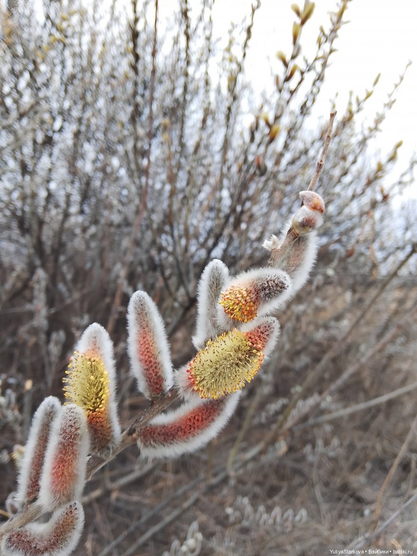 Прогулка Лиды — Куклы Fairyland (ФэйриЛэнд): BJD (БЖД) (фото 8)