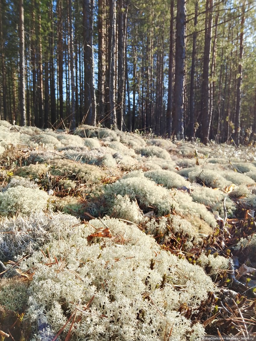 Сказочный день апреля — Куклы Fairyland (ФэйриЛэнд): BJD (БЖД)