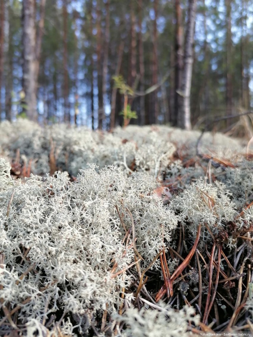 Сказочный день апреля — Куклы Fairyland (ФэйриЛэнд): BJD (БЖД)