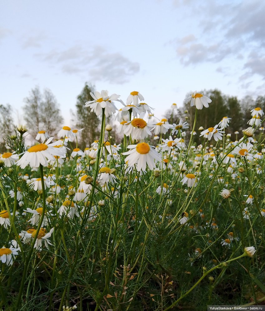 Гномики | Бэйбики Гномики — Куклы Fairyland (ФэйриЛэнд): BJD (БЖД) (фото 10)