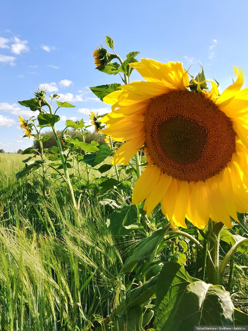 Гномики | Бэйбики Гномики — Куклы Fairyland (ФэйриЛэнд): BJD (БЖД) (фото 7)