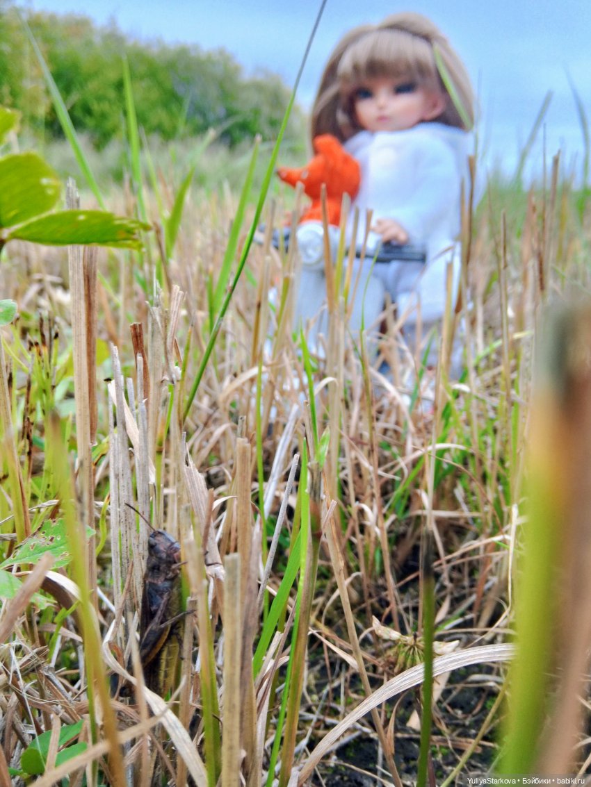 Август. Поле — Куклы Fairyland (ФэйриЛэнд): BJD (БЖД) (фото 5)