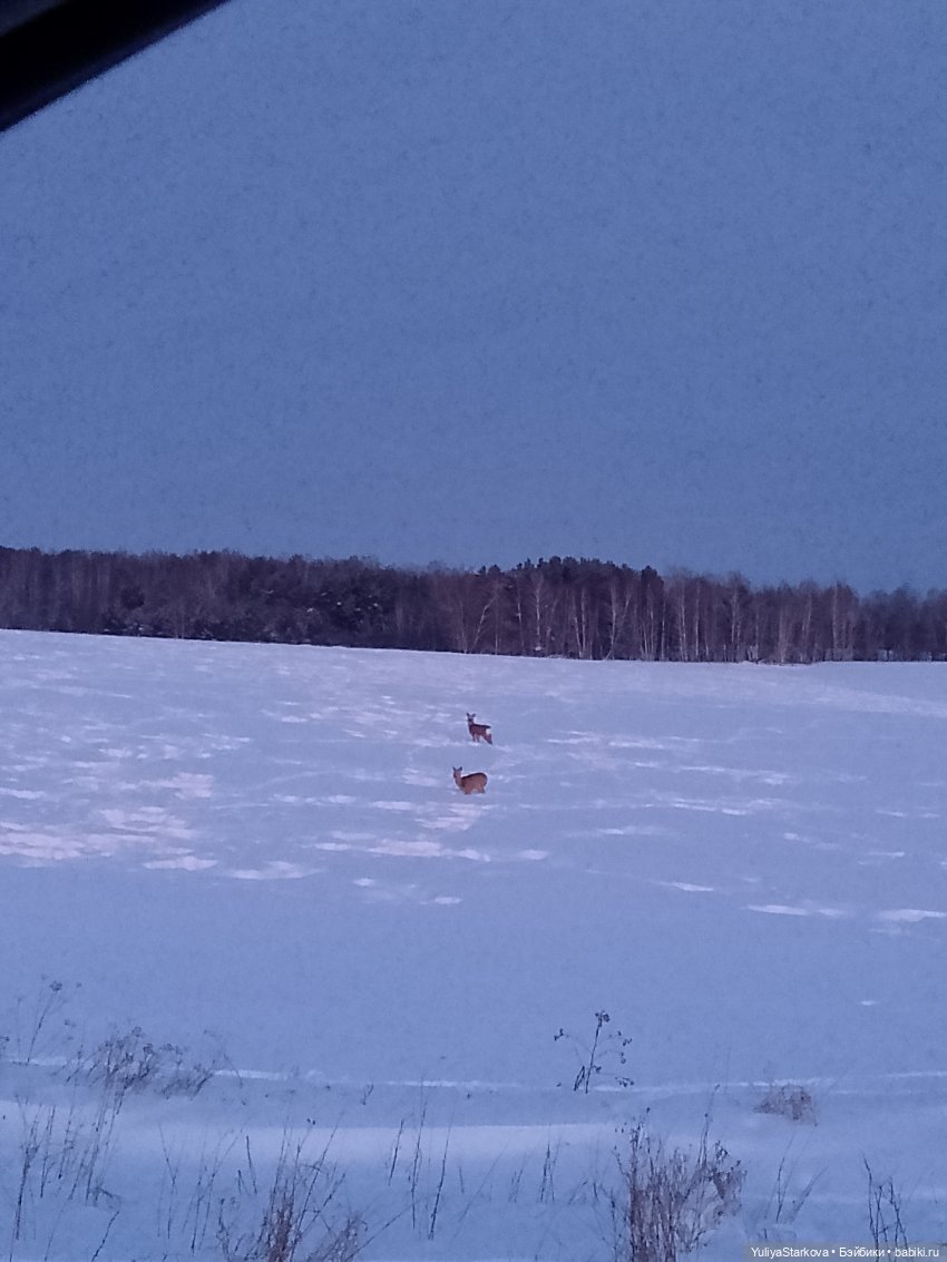 Одинь день января с вихтелями Моней и Витей