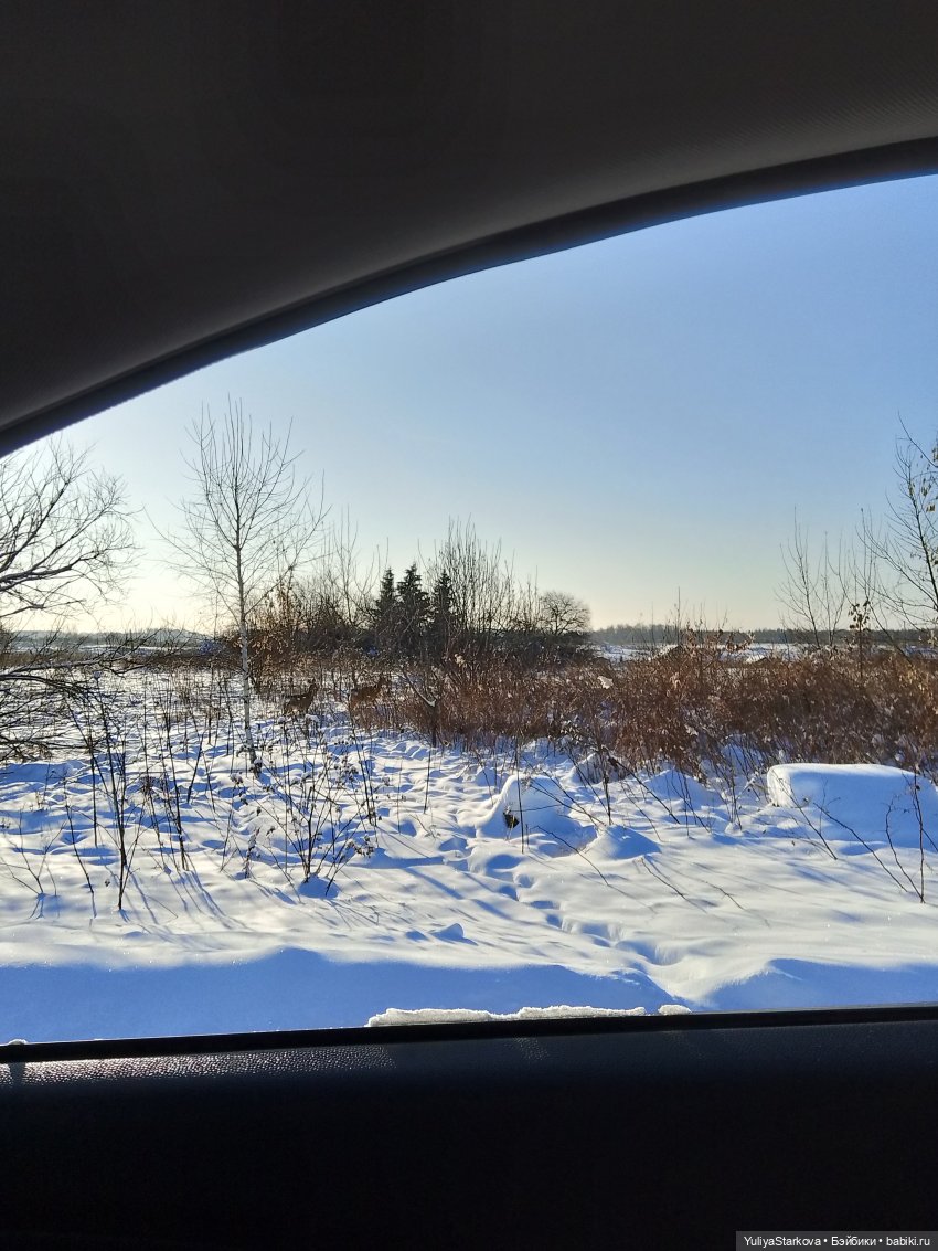 Одинь день января с вихтелями Моней и Витей