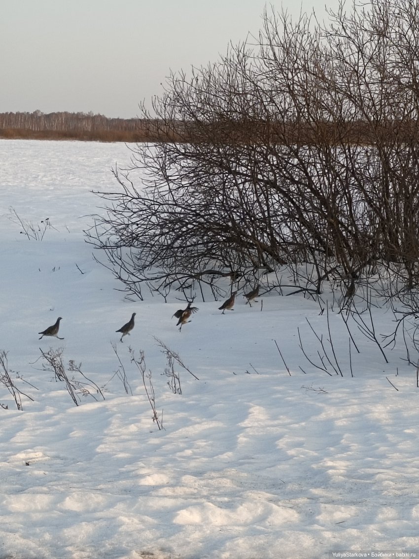 Ребята и зверята | Бэйбики Ребята и зверята — Куклы Rosemarie Anna Muller (Мюллер): Вихтели (Wichtel) (фото 2)