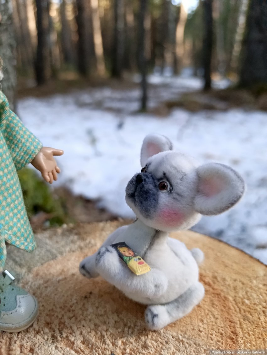 Наш новый питомец - бульдожка по имени Буль