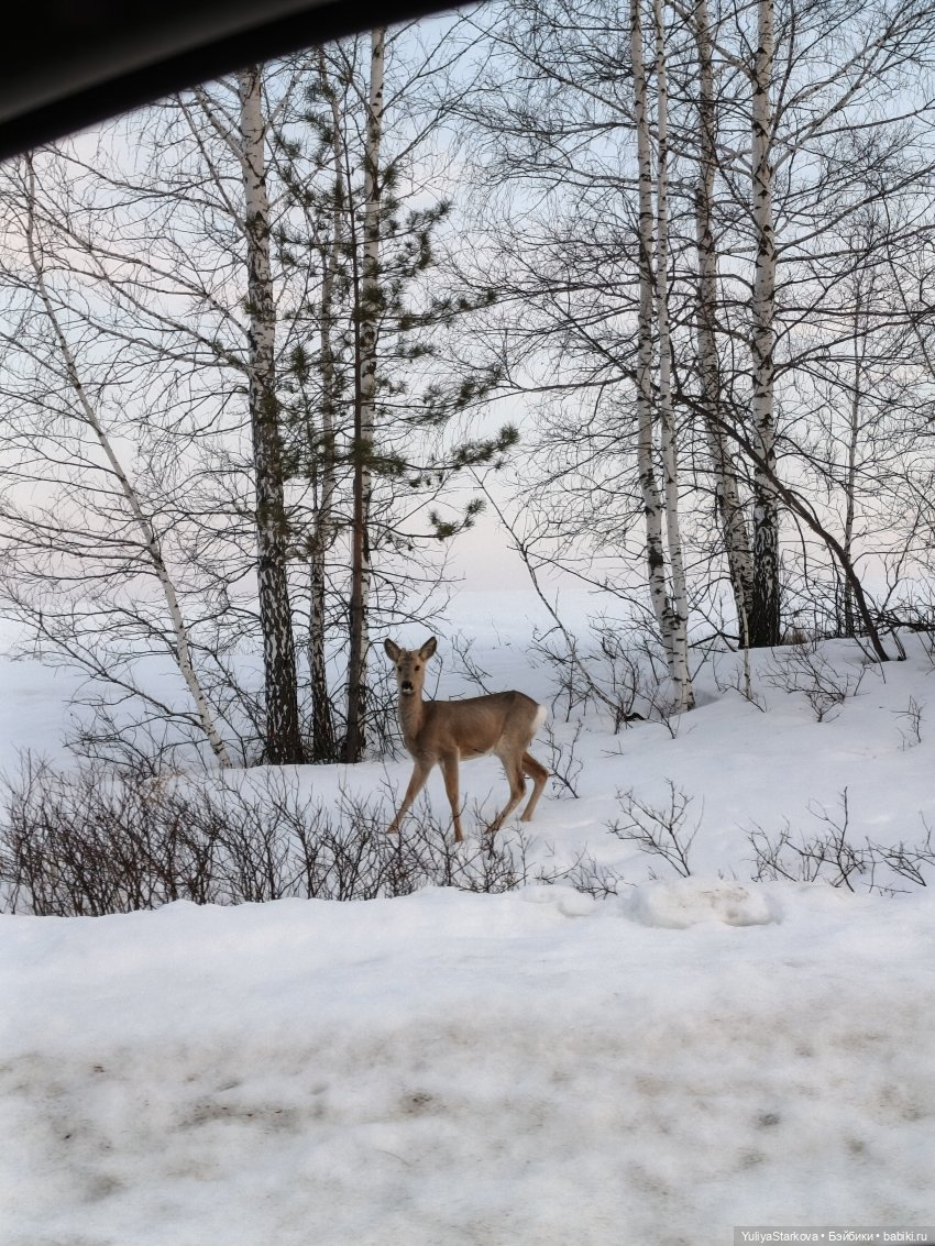 Ребята и зверята | Бэйбики Ребята и зверята — Куклы Rosemarie Anna Muller (Мюллер): Вихтели (Wichtel) (фото 3)