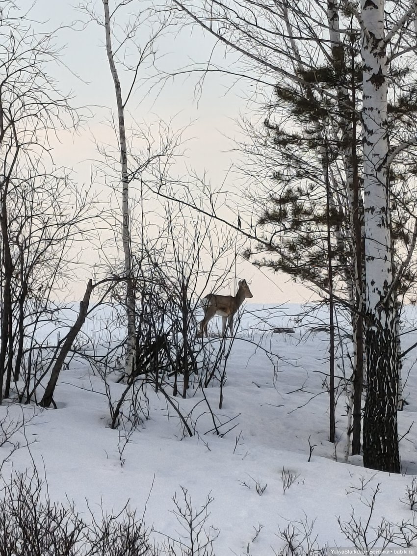 Ребята и зверята | Бэйбики Ребята и зверята — Куклы Rosemarie Anna Muller (Мюллер): Вихтели (Wichtel) (фото 5)