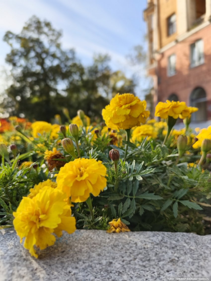 Наше 1ое сентября — Куклы Fairyland (ФэйриЛэнд): BJD (БЖД)
