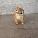 Авторский котенок от Анны Левини