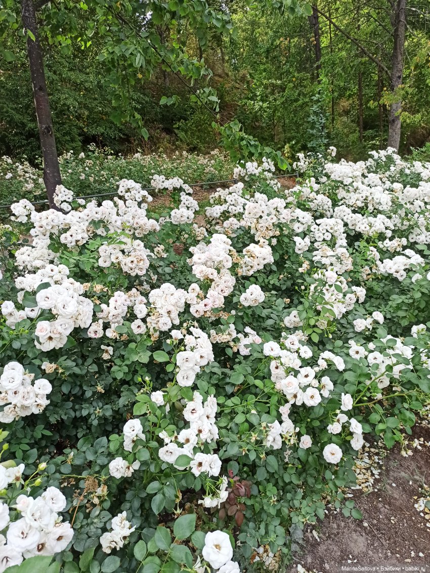 Очарование парка Монрепо — Туризм и путешествия: фотоотчеты из поездок (фото 5)