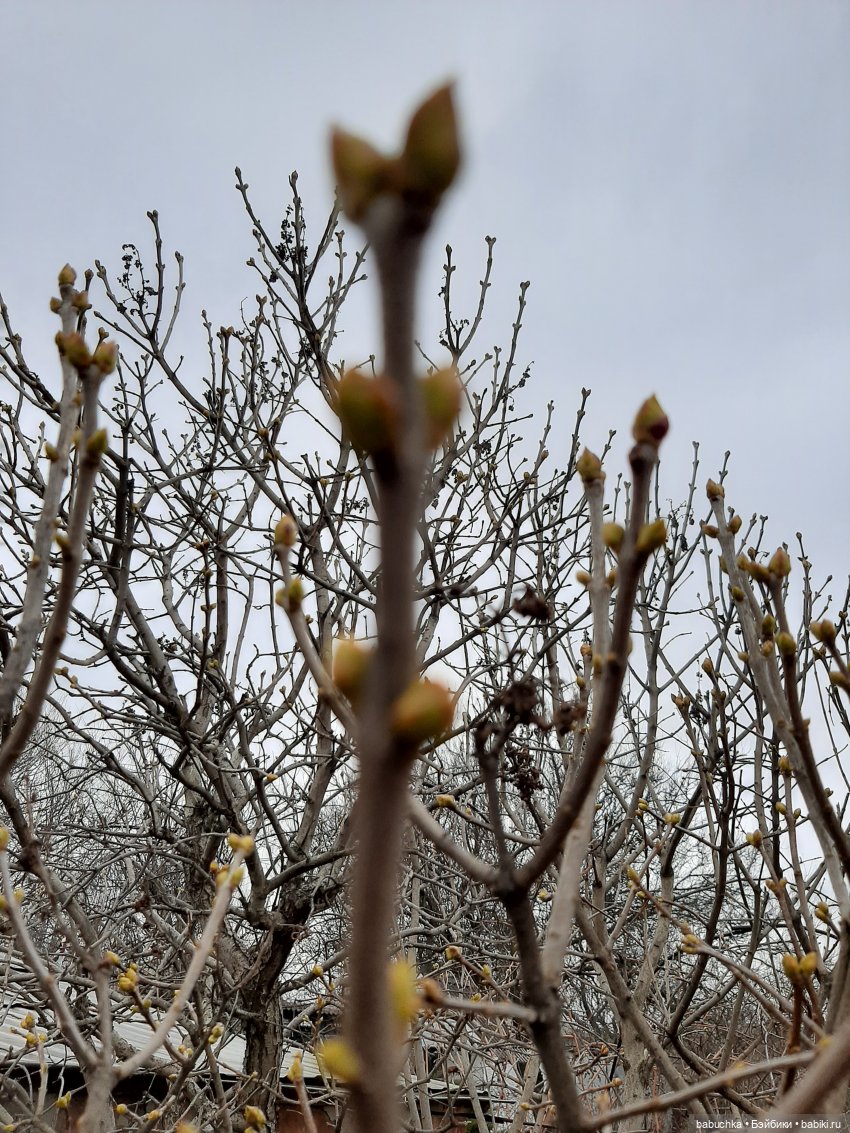 Весна идет. Весне дорогу — Коллекции мини (фото 7)