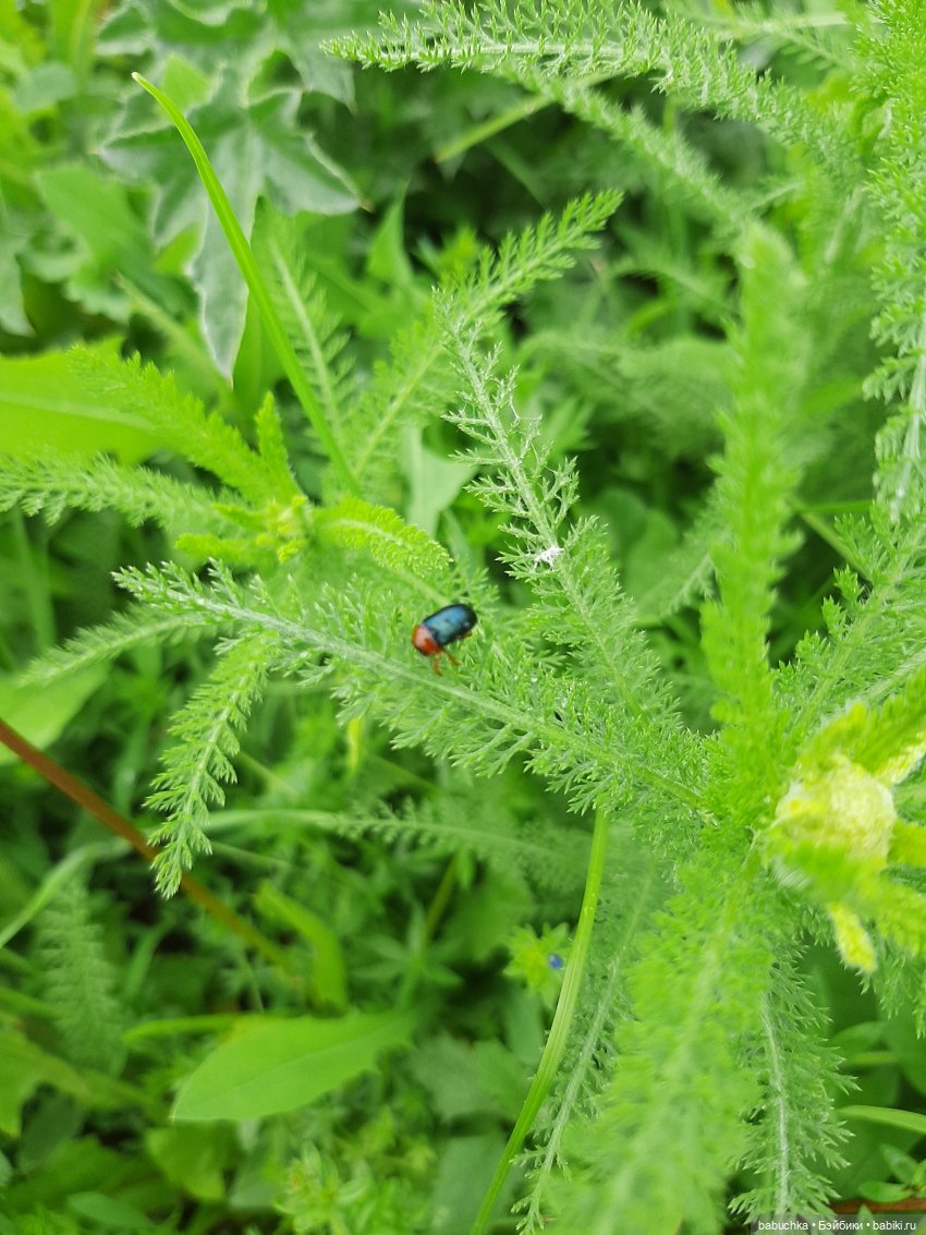 Дождь. Встреча — Красивая природа и цветы: фото пейзажей (фото 9)