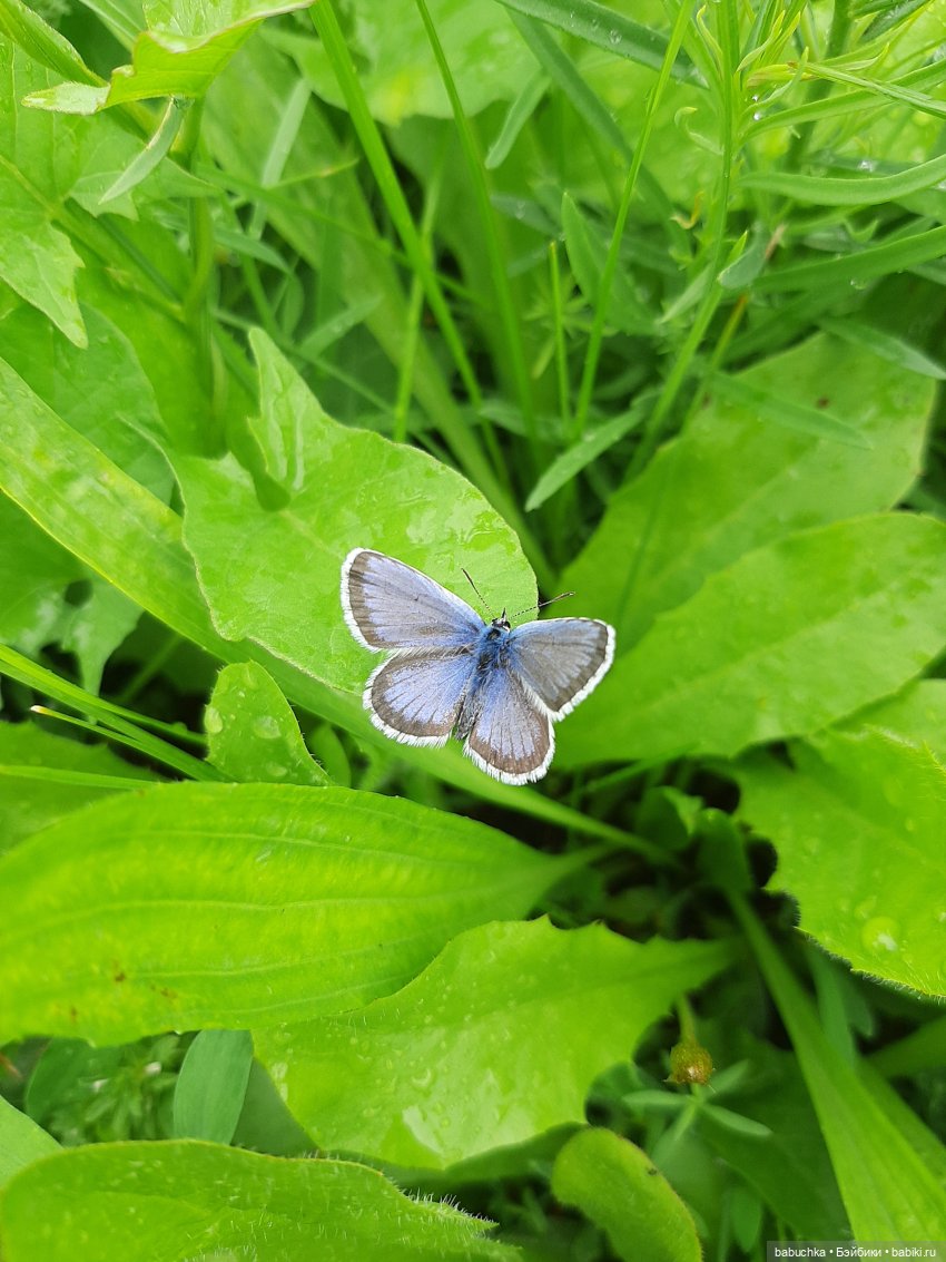 Дождь. Встреча — Красивая природа и цветы: фото пейзажей