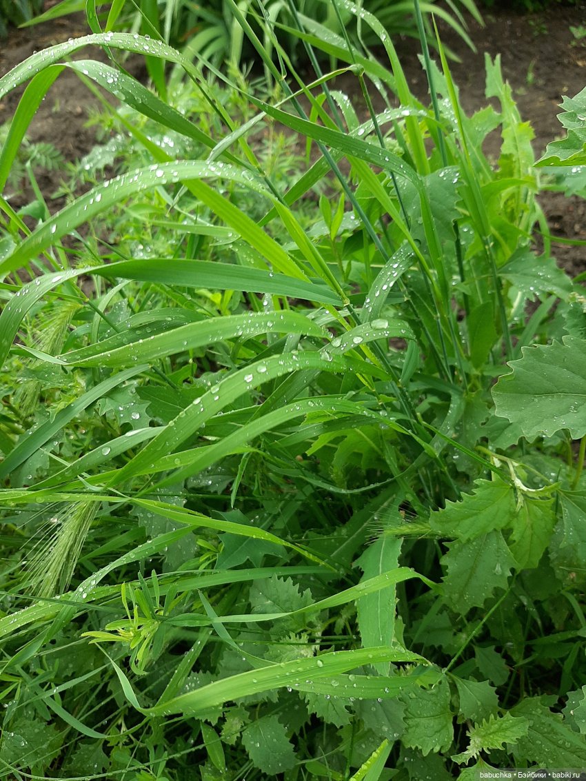 Дождь. Встреча — Красивая природа и цветы: фото пейзажей (фото 2)