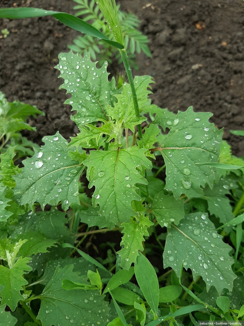 Дождь. Встреча — Красивая природа и цветы: фото пейзажей (фото 3)