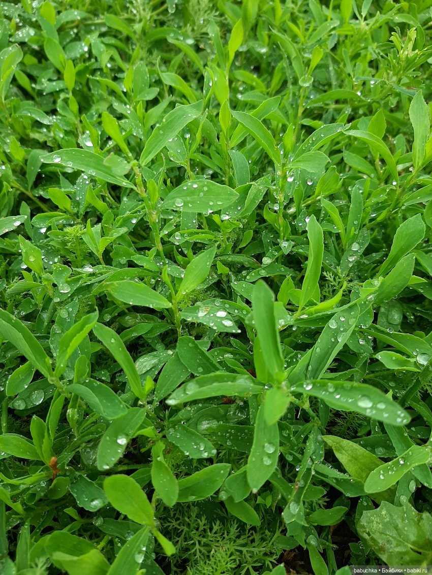 Дождь. Встреча — Красивая природа и цветы: фото пейзажей