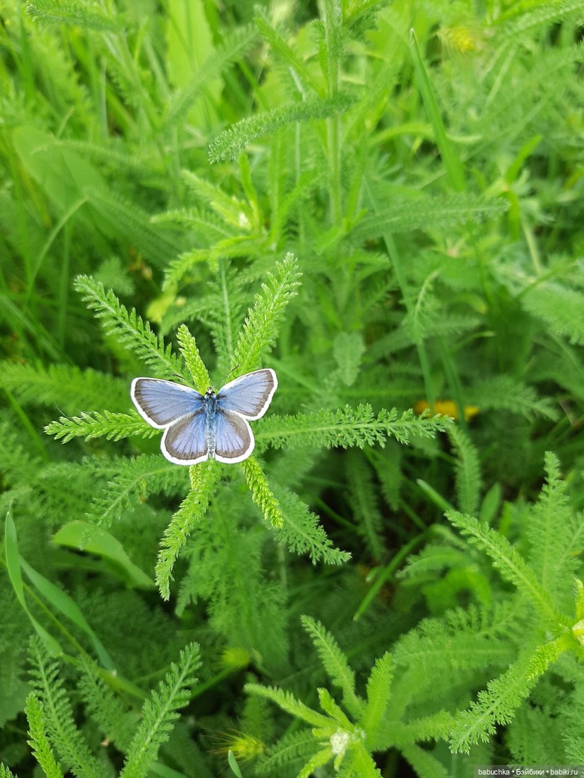 Дождь. Встреча — Красивая природа и цветы: фото пейзажей (фото 7)