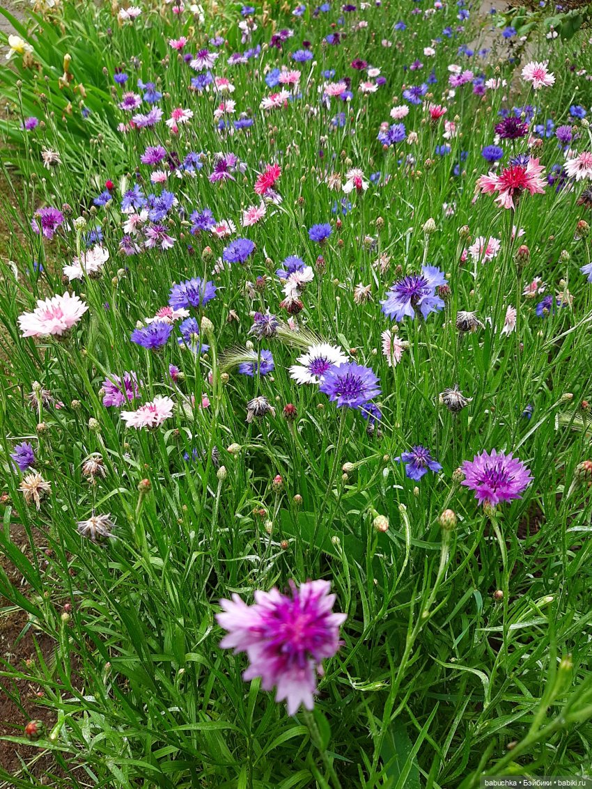 Дождь. Встреча — Красивая природа и цветы: фото пейзажей (фото 4)