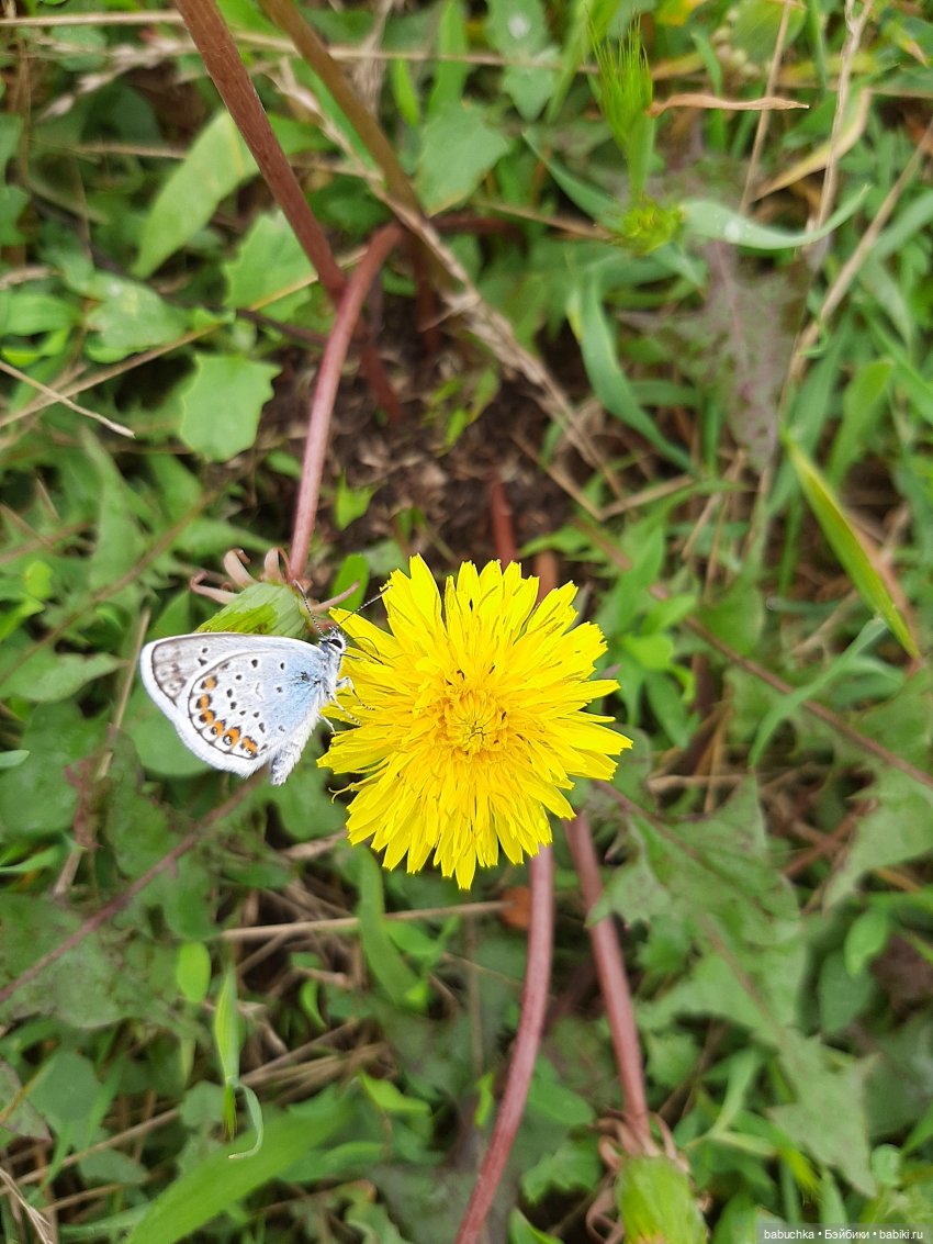 Дождь. Встреча — Красивая природа и цветы: фото пейзажей