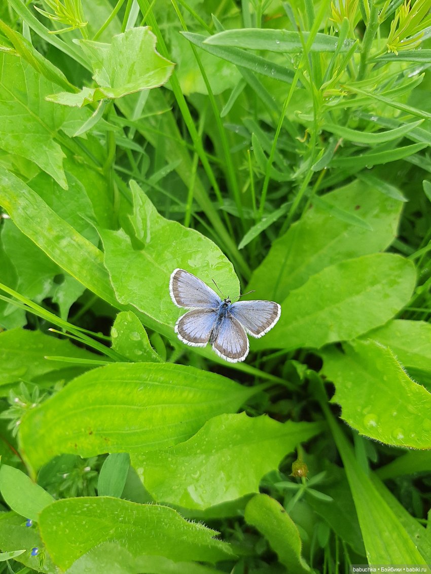 Дождь. Встреча — Красивая природа и цветы: фото пейзажей