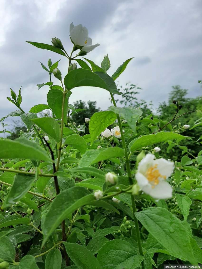 Дождь. Встреча — Красивая природа и цветы: фото пейзажей (фото 6)