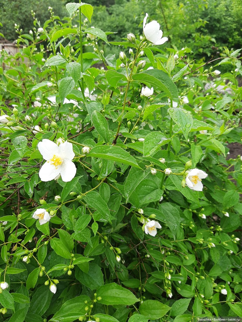 Дождь. Встреча — Красивая природа и цветы: фото пейзажей (фото 5)