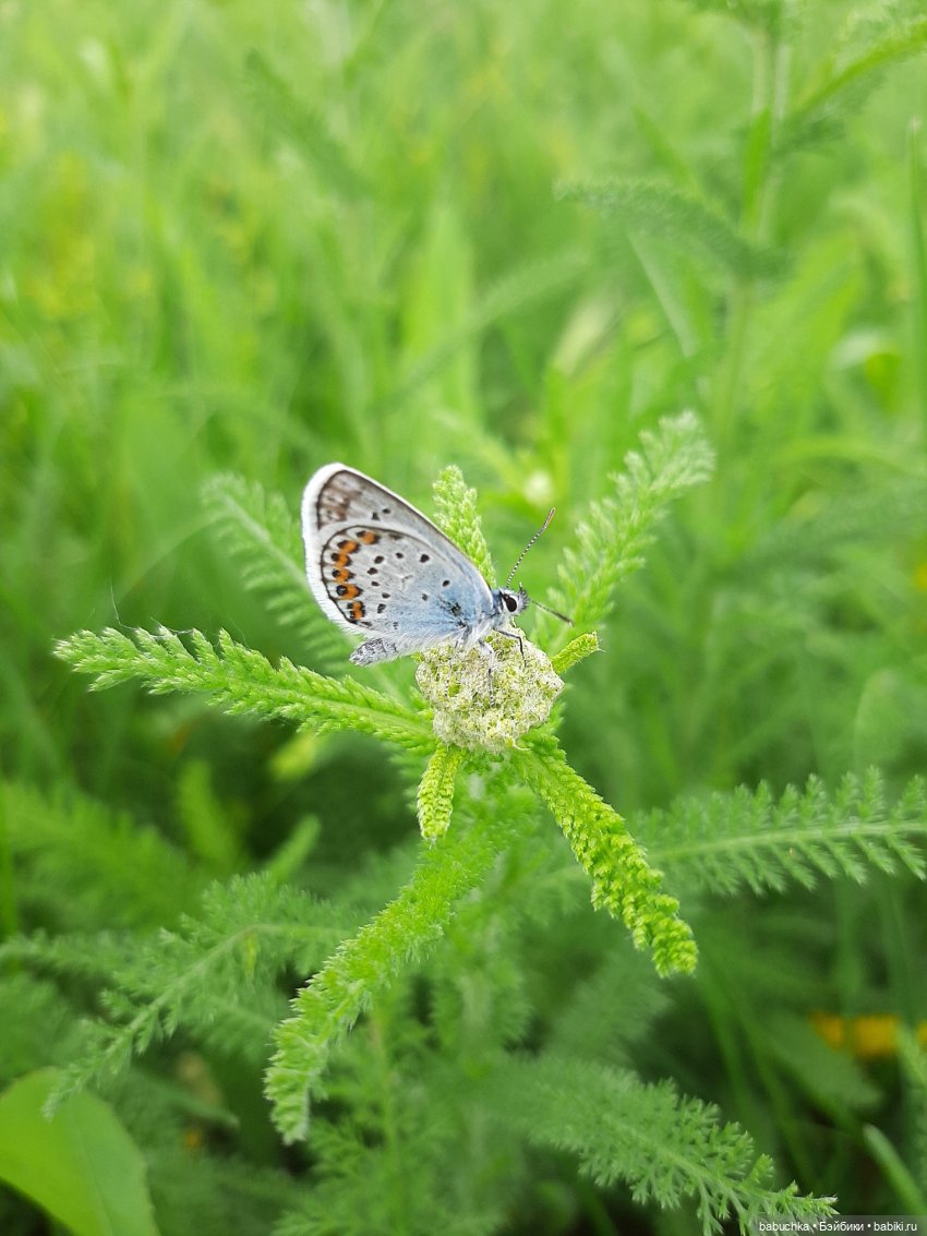 Дождь. Встреча — Красивая природа и цветы: фото пейзажей (фото 8)