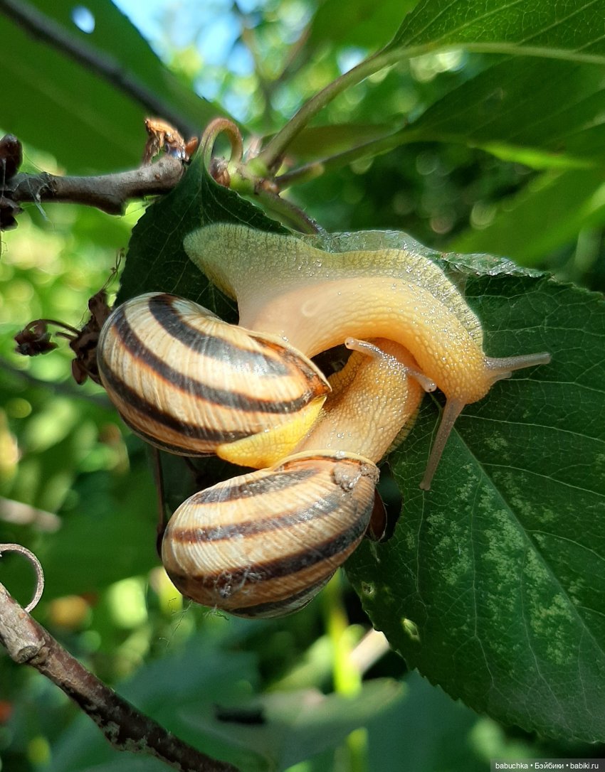 Гибридик ростом 6 см — ООАК и репейнт игровых кукол: Bratz