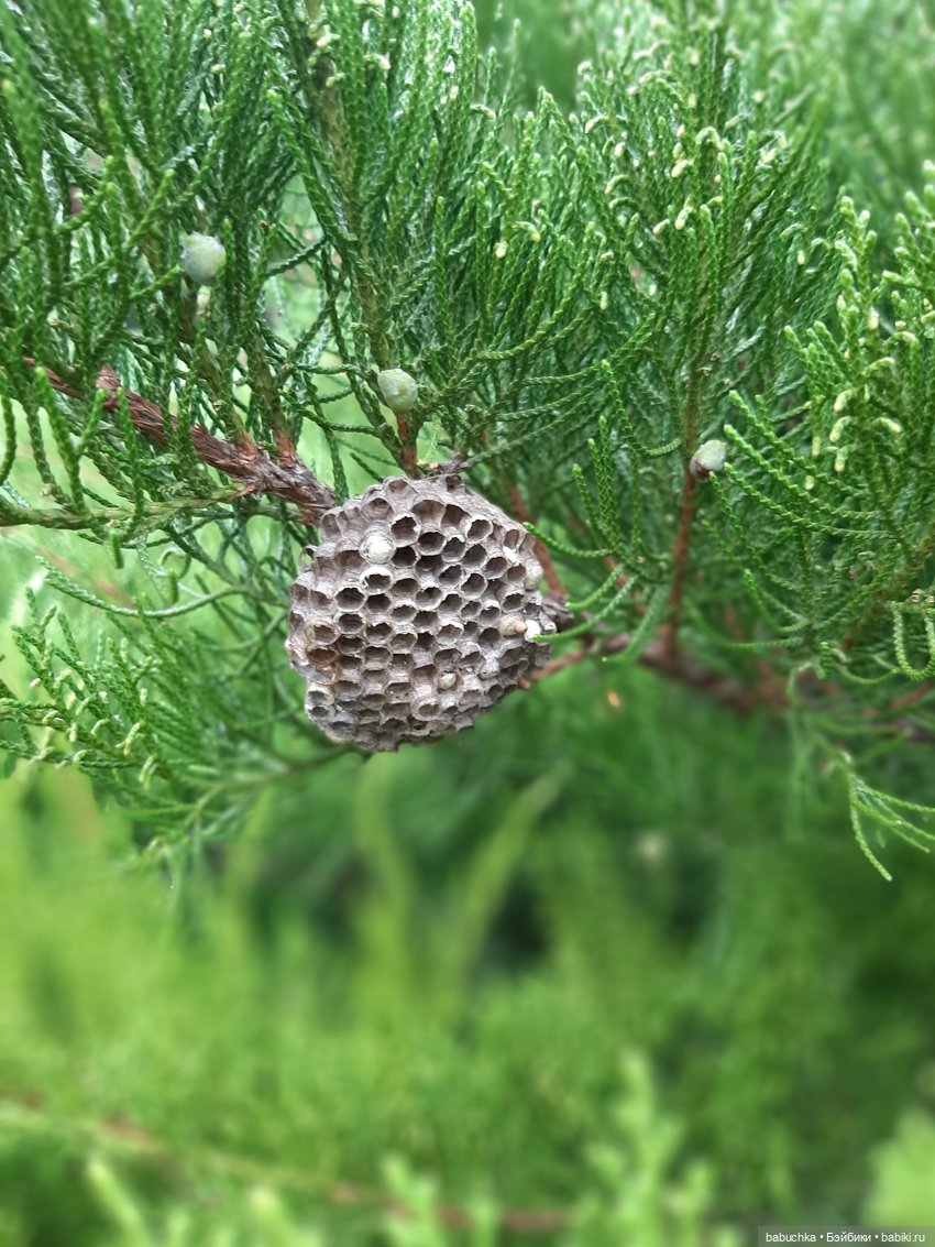 Чей дом лучше — Разные шарнирные куклы (не БЖД): редкие