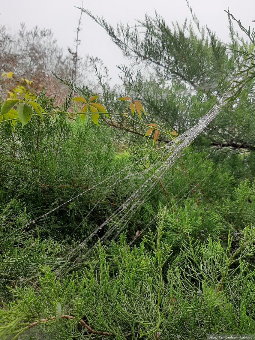 Чей дом лучше — Разные шарнирные куклы (не БЖД): редкие (фото 4)