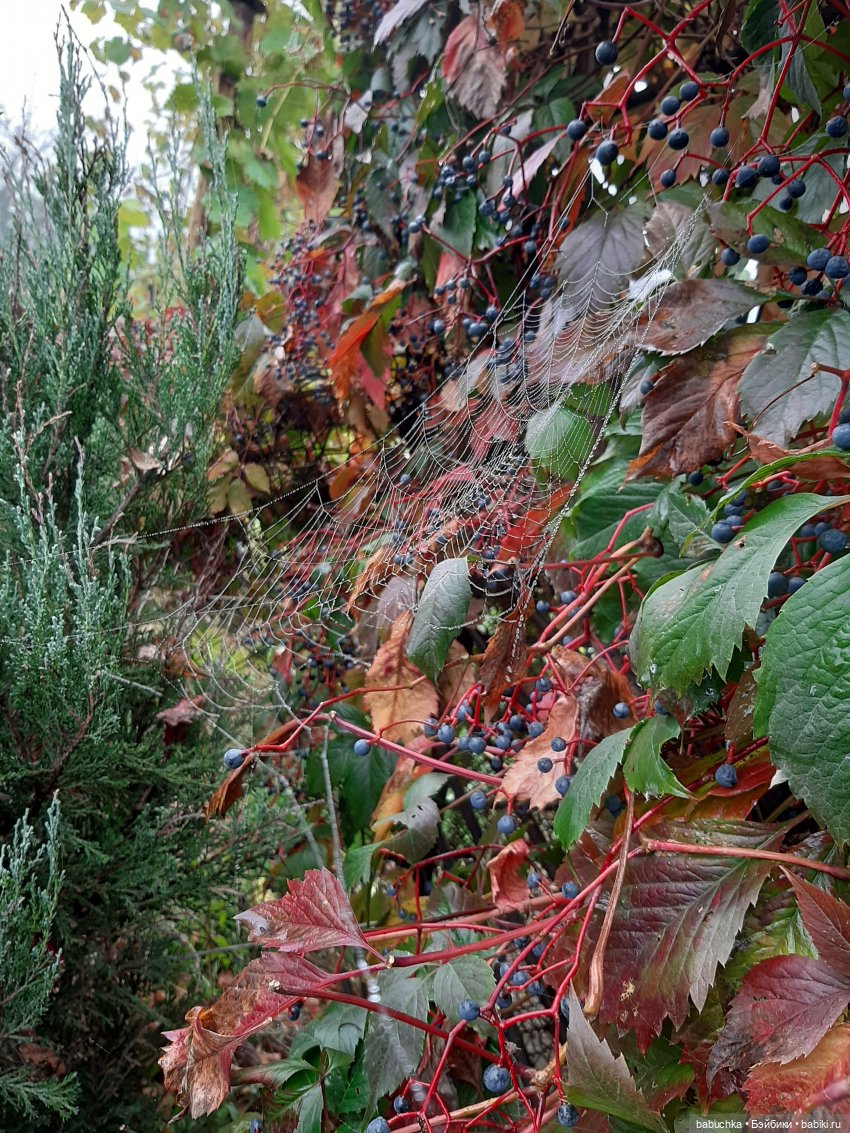 Чей дом лучше — Разные шарнирные куклы (не БЖД): редкие (фото 5)