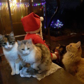 Новый год для «малышей»