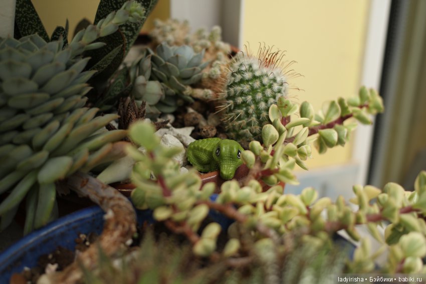 florarium ladyirisha