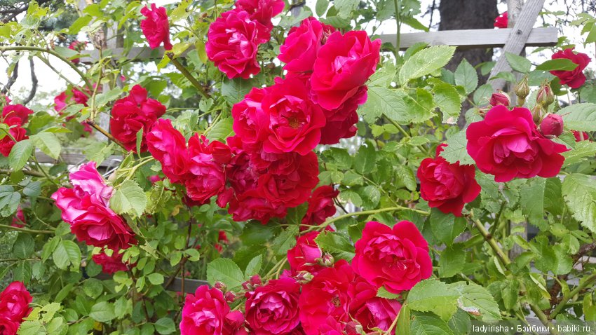 Аля на даче и на море — Разные шарнирные куклы (не БЖД): редкие