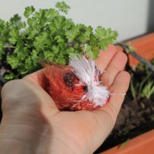 Рыжик для Али