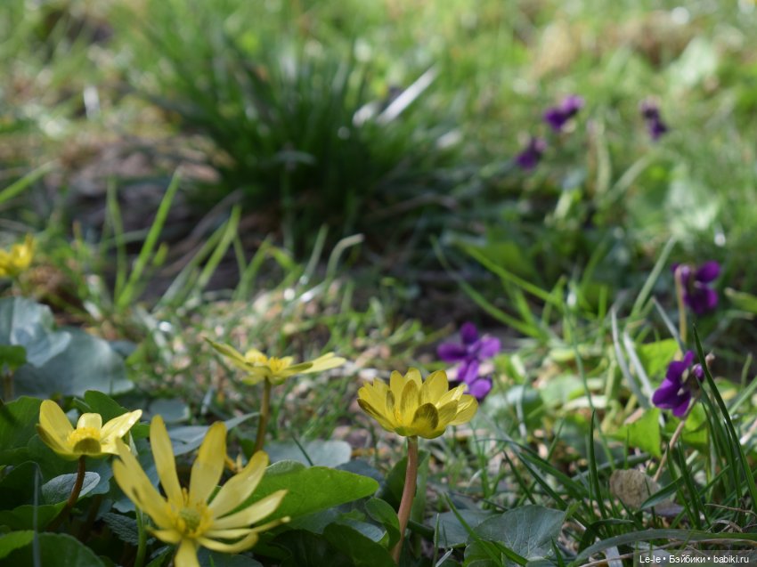 Моану приглашают на пикник (фото 6)