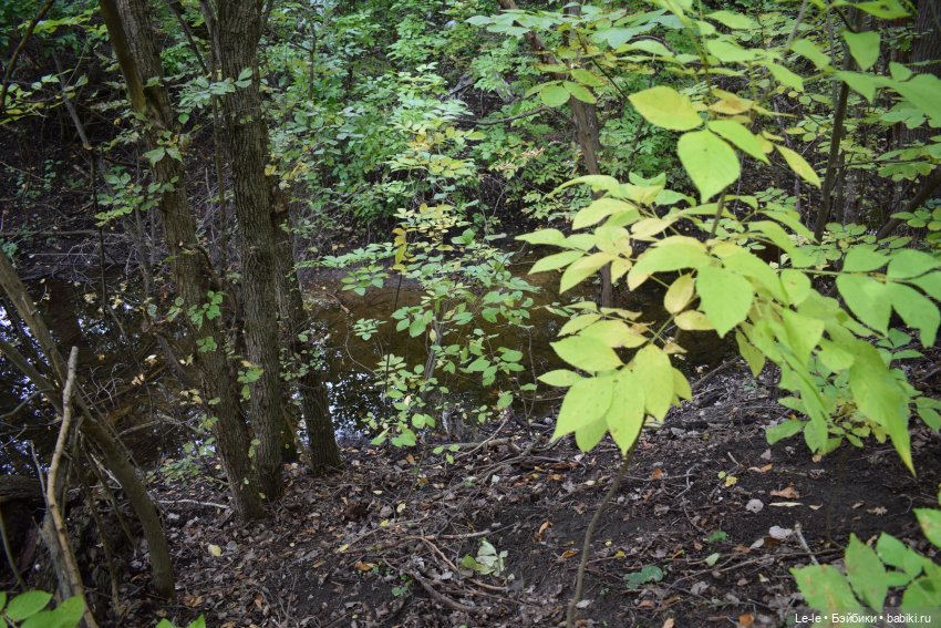 Грибные дождики (Лукоморье. Сага) (фото 9)