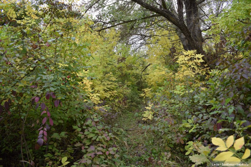 Грибные дождики (Лукоморье. Сага) (фото 7)