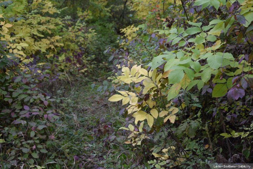 Грибные дождики (Лукоморье. Сага) (фото 8)