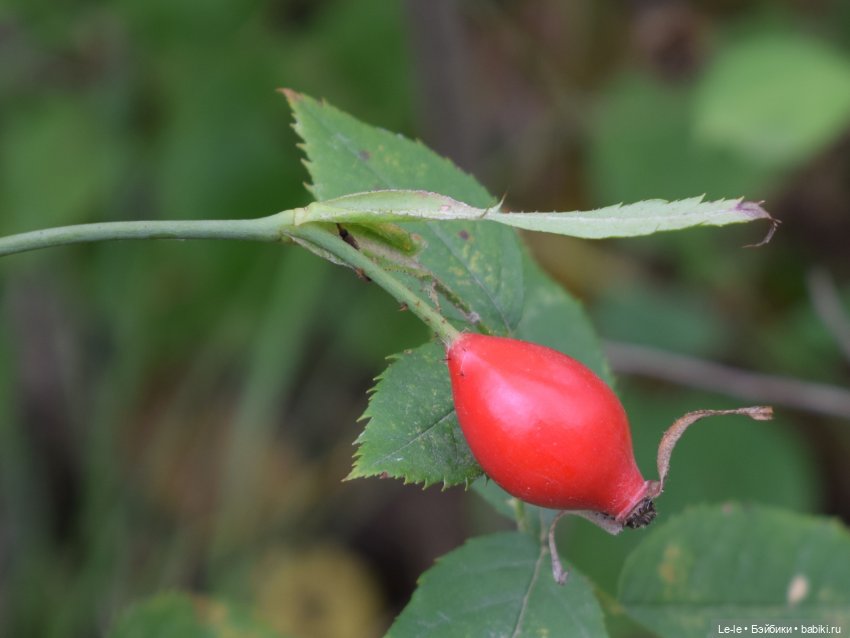 Грибные дождики (Лукоморье. Сага)