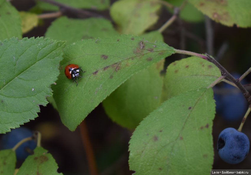 Грибные дождики (Лукоморье. Сага)