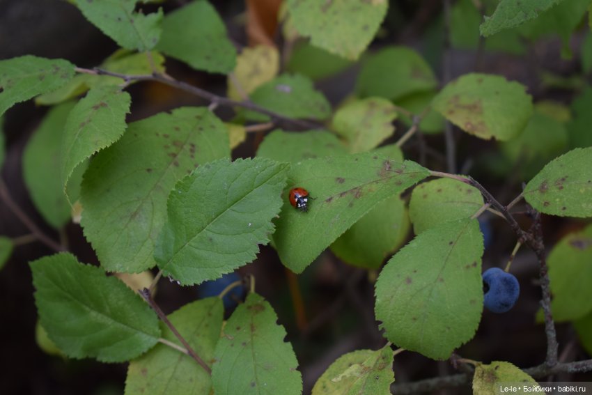 Грибные дождики (Лукоморье. Сага)