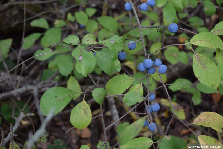 Грибные дождики (Лукоморье. Сага)
