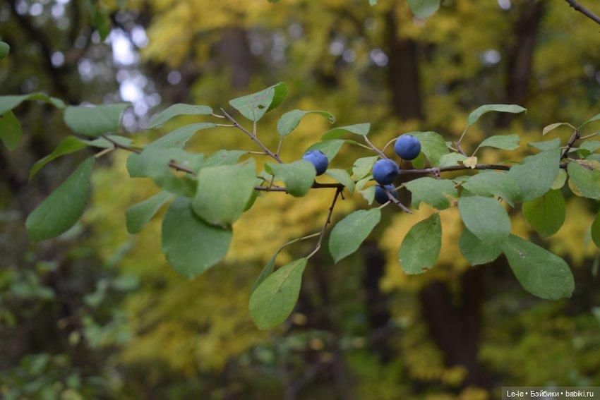 Грибные дождики (Лукоморье. Сага)