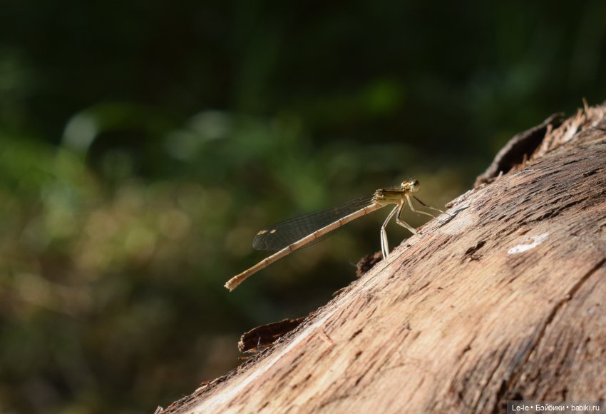 В лес всей семьёй (Лукоморье. Сага)