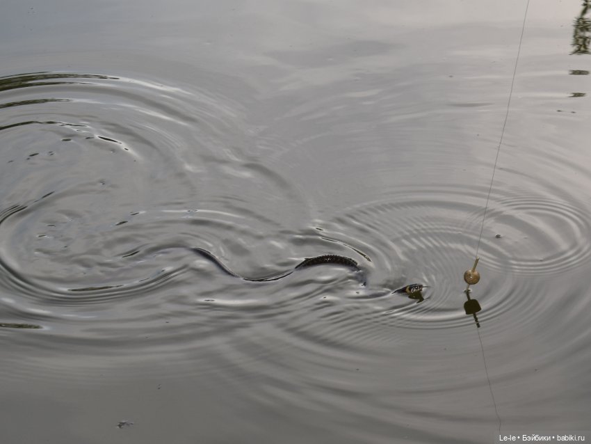В лес всей семьёй (Лукоморье. Сага) (фото 4)