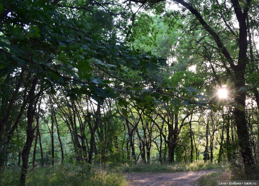 В лес всей семьёй (Лукоморье. Сага)