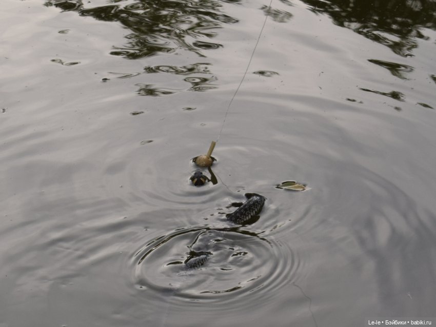 В лес всей семьёй (Лукоморье. Сага) (фото 5)