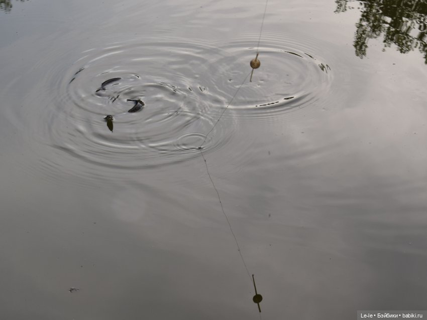 В лес всей семьёй (Лукоморье. Сага) (фото 3)